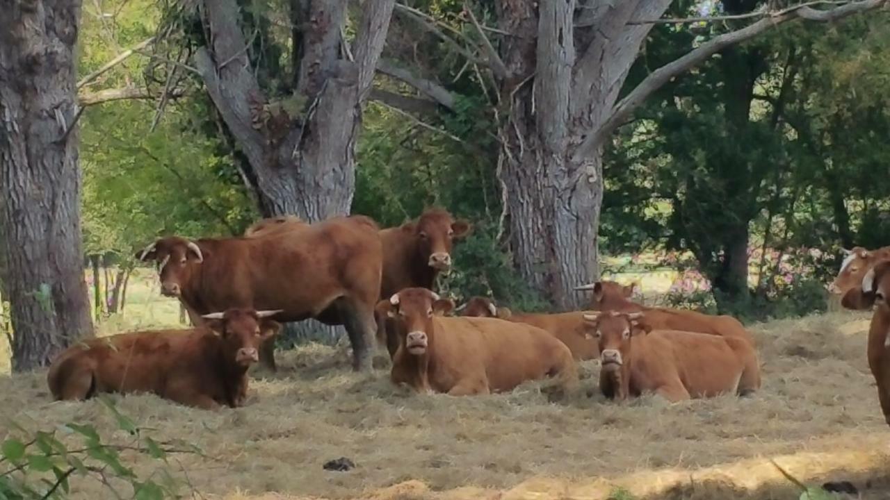 B&B Le Savoir Vivre Bonnes  Exteriér fotografie